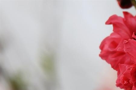 朵朵红花开的古诗
