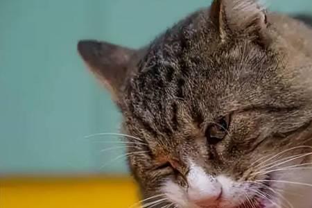 猫咪肉吃多了会怎么样