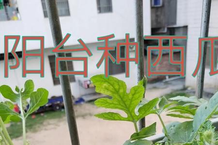 盆栽什么品种的西瓜最好