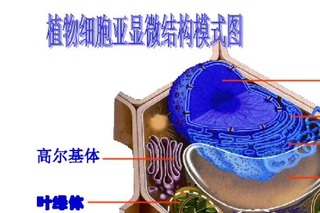 植物有原核生物吗