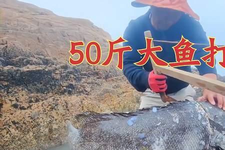 赶海为什么要打窝
