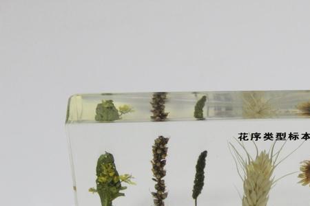做标本用的胶如何弄掉
