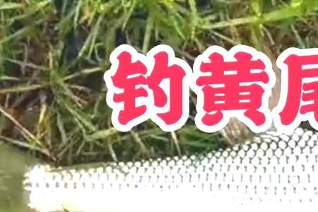 锚黄尾技巧