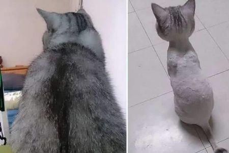 猫的毛长的标准
