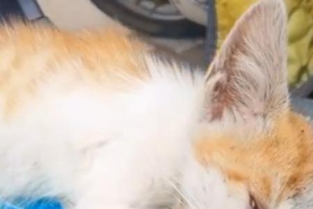 小猫吃饼饿死的故事