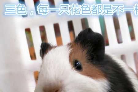荷兰猪与荷兰兔的鉴别