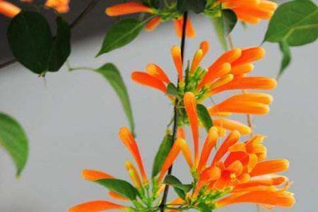 炮仗花养在院子里有啥忌讳