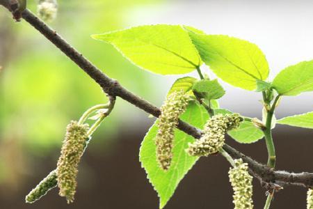 长毛兔经常吃构树叶好吗