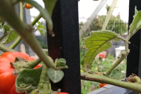 硬柿子是不是转基因