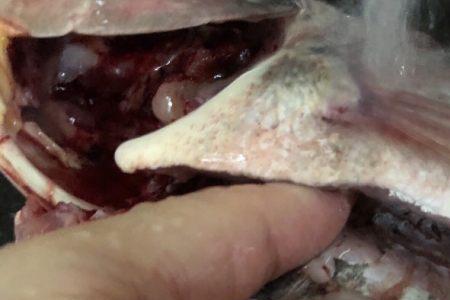 清洗干净的鱼可以冷冻吗