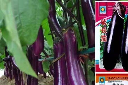 茄子种子怎样人工取出