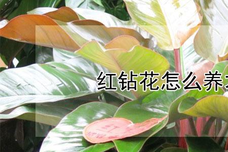 红钻好养还是绿钻好养