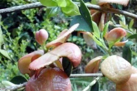 油茶树树叶可以当茶叶吗