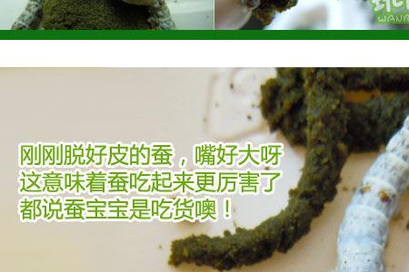 虎斑蚕是否吃白蚕
