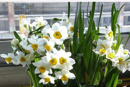 水仙花放多少水