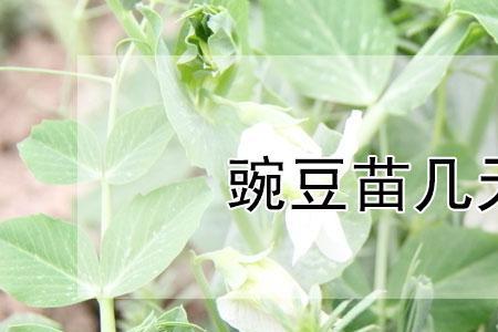 去皮豌豆可以发芽吗