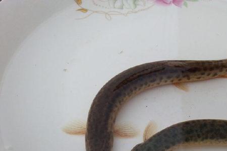东方蝾螈和泥鳅可以一起养吗