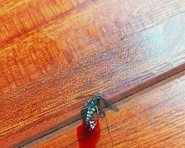 车子上面沾了蚊子血用什么清洗