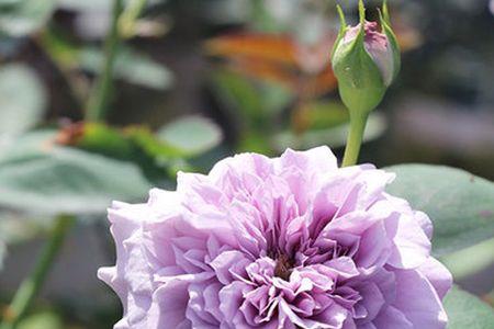 紫色香芬月季优缺点