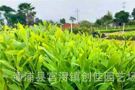 黄板树的学名