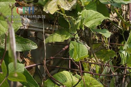 眉豆需要掐尖剪叶子吗