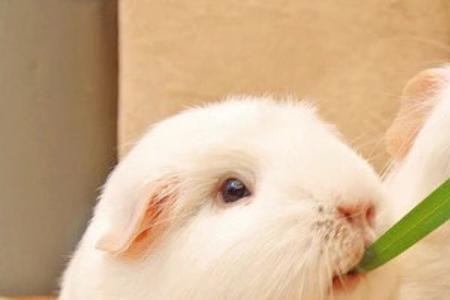 荷兰猪能吃萝卜吗