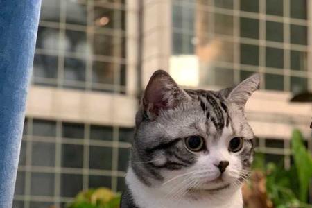 美短猫发出咕噜声音