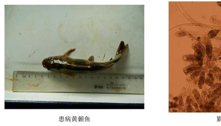 红杉鱼为什么寄生虫多