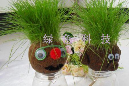 娃娃团是什么植物
