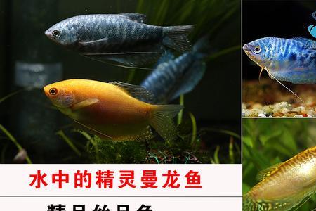 曼龙亲鱼会带小鱼吗