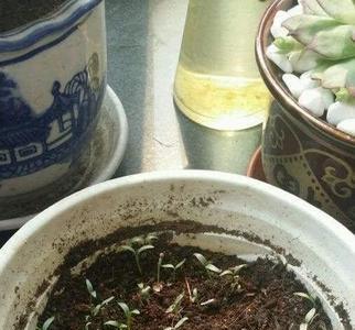 香菜生根水自制方法