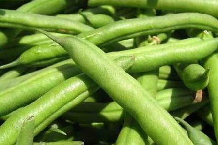 青豆是四季豆吗
