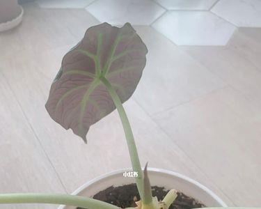 海芋开花后多长时间才能结果