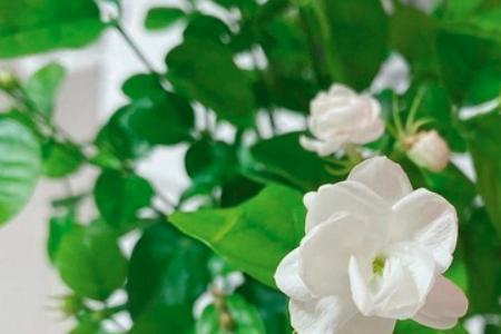 菊花和茉莉花哪个是夏天开的