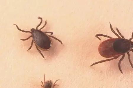 为什么有些人特别招狗虱子咬