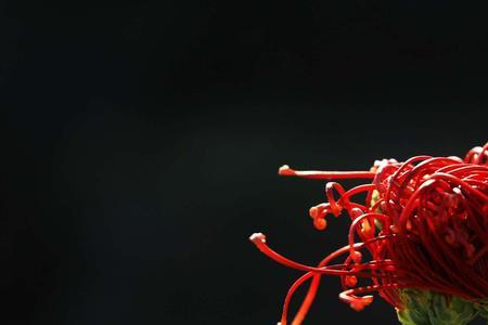 傲立独姿意思