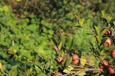 油茶树种植方法及利润