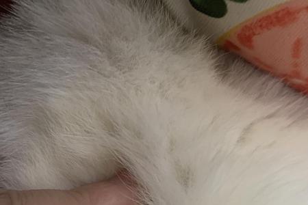 什么猫肚子上有横纹