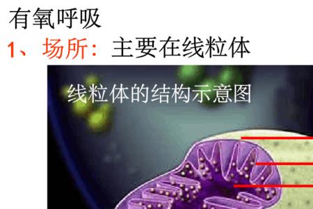 原核生物有氧呼吸第三阶段场所