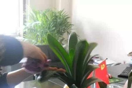 大米磨成粉养花可以吗