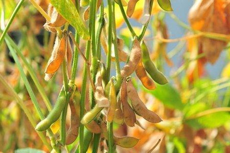 黄豆二号是什么豆