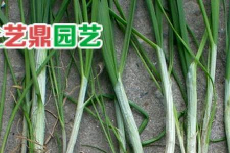 庭院大蒜种植技术