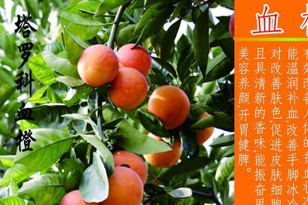血橙文案