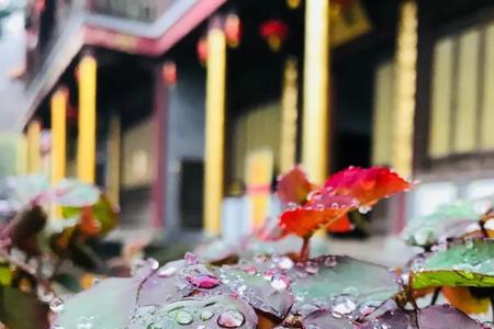 闲时养花静时养心意思