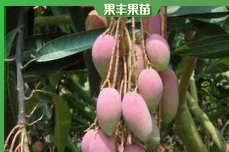 红贵妃多远一苗合适