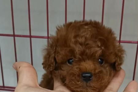 小体泰迪犬怎么来的