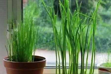 怎样用种子种大蒜