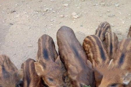 野猪的特点和本领