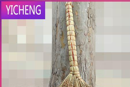 扫帚糜子种子能吃吗