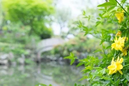 迎春花是不是牵牛花